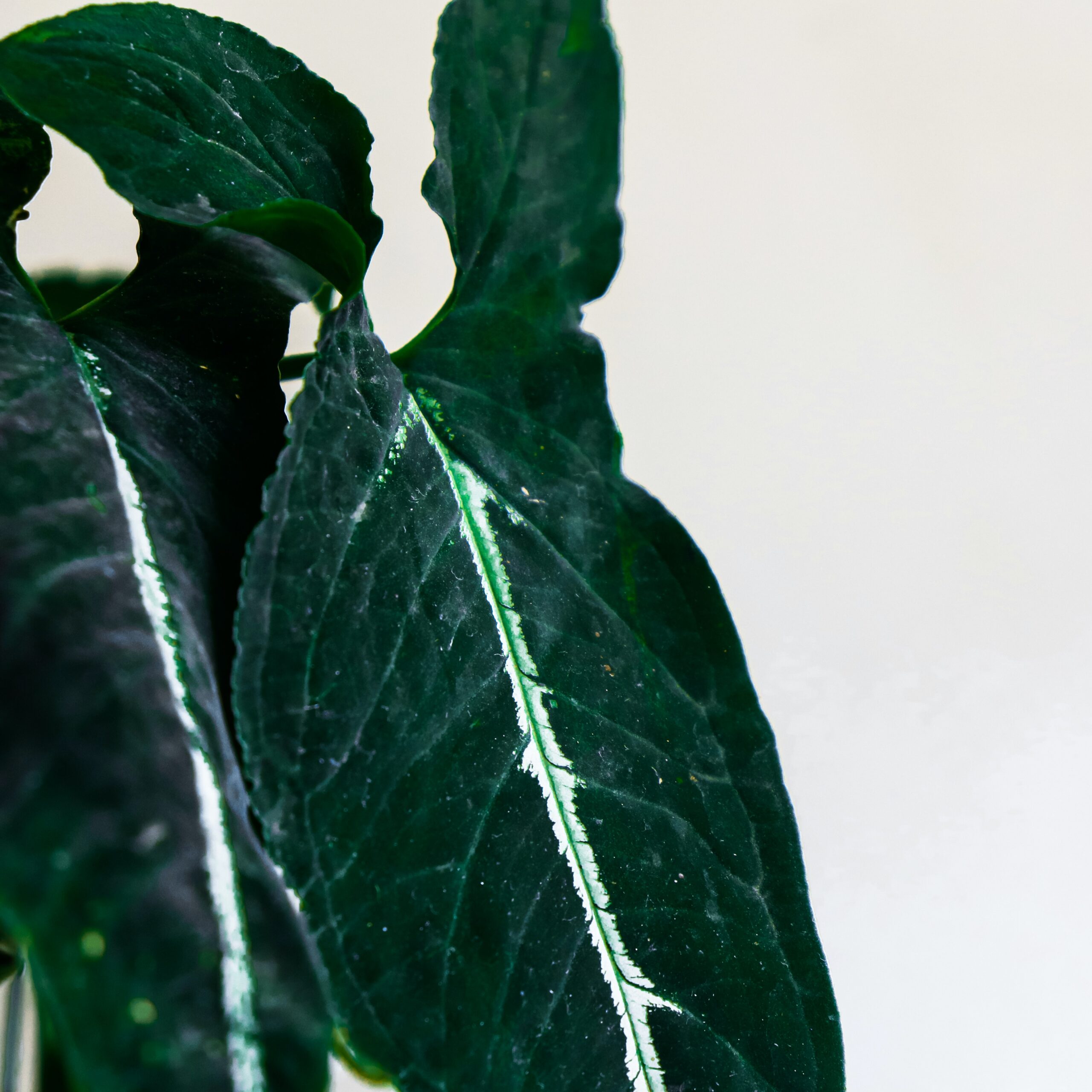 pexels-hanna-plants-8801900